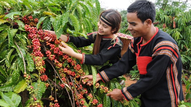 Người dân Đắk Lắk thu hoạch cà phê