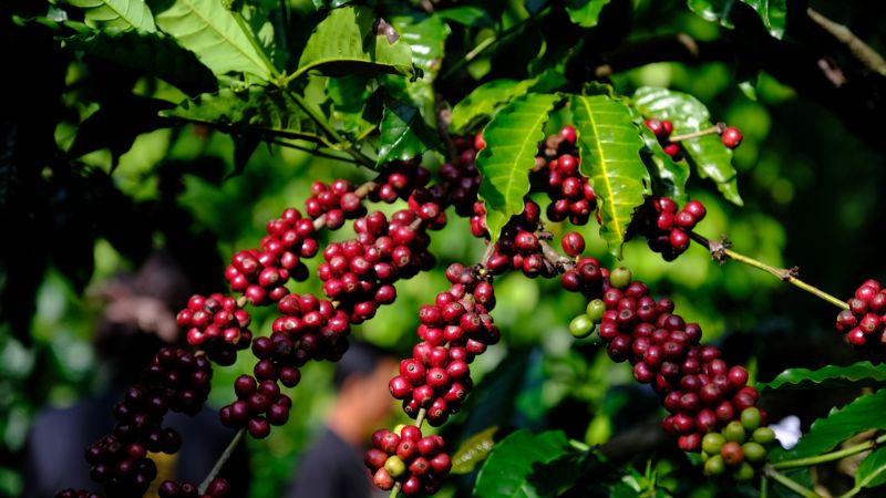 Diện tích và sản lượng cà phê ở Đắk Nông