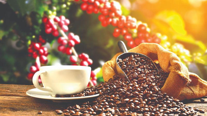 Diện tích và sản lượng cà phê ở Lâm Đồng