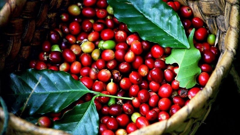 Giá cà phê nội địa chịu tác động bởi cung cầu trên thế giới
