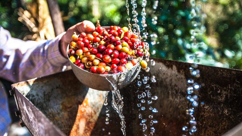 Cà phê Robusta được trồng phổ biến ở Việt Nam