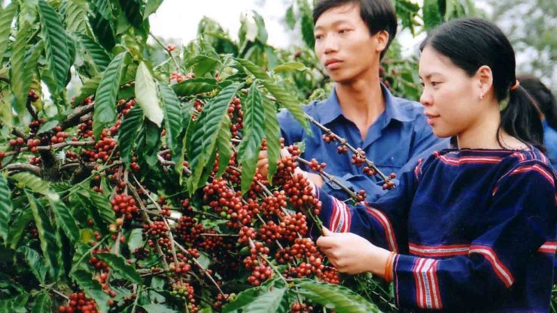 Tây Nguyên - Vựa cà phê lớn nhất Việt Nam