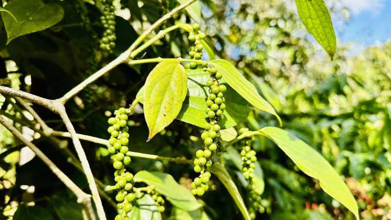 Giá tiêu Đắk Nông hôm nay