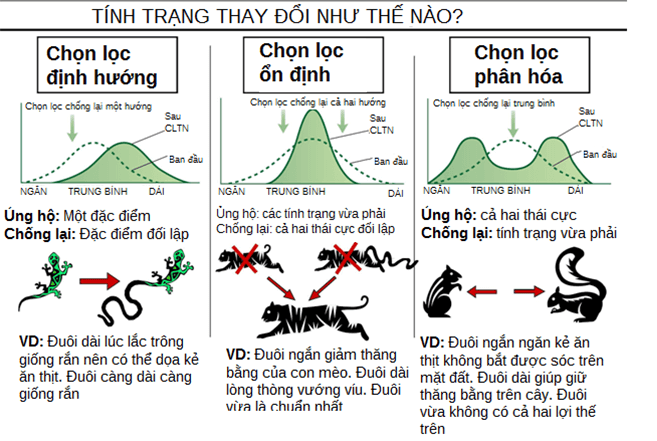 theo-quan-diem-tien-hoa-hien-dai-3