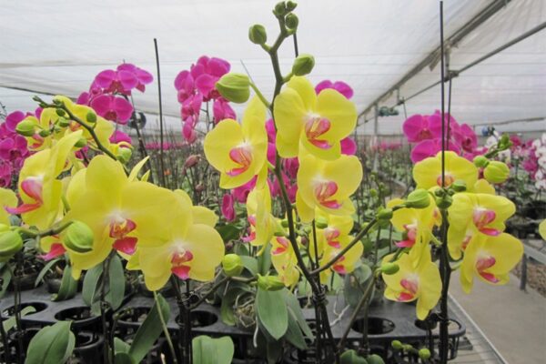 Hướng dẫn cách trồng lan hồ điệp và những lưu ý khi trồng