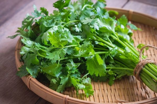 Cách trồng ngò rí chi tiết và mẹo để ngò rí xanh tốt quanh năm